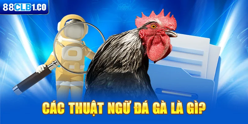 Các thuật ngữ đá gà là gì?